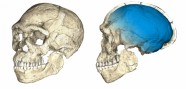 Marokā atrastas vecākās Homo sapiena fosīlijas - 2