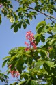 Salaspils botāniskā dārza ziedošās aktualitātes jūnijā  - 4
