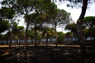 Spānijā meža ugunsgrēka dēļ evakuē 1000 cilvēku - 13