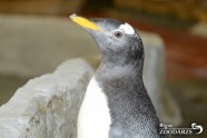 Pingvīni zoodārzā