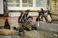 Pingvīni zoodārzā - 3