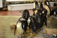 Pingvīni zoodārzā - 4