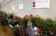Rožu izstāde Dabas muzejā - 9