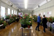 Rožu izstāde Dabas muzejā - 12