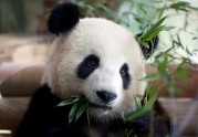 Pandas Berlīnes zoodārzā - 3