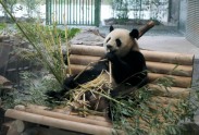 Pandas Berlīnes zoodārzā - 4