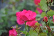 Rožu ziedēšana Salaspilī  - 5