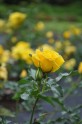 Rožu ziedēšana Salaspilī  - 6