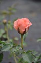 Rožu ziedēšana Salaspilī  - 9