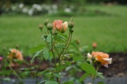 Rožu ziedēšana Salaspilī  - 11