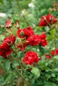 Rožu ziedēšana LU Botāniskajā dārzā  - 1