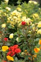Rožu ziedēšana LU Botāniskajā dārzā  - 3