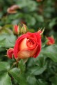 Rožu ziedēšana LU Botāniskajā dārzā  - 4