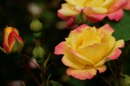Rožu ziedēšana LU Botāniskajā dārzā  - 5