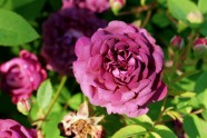 Rožu ziedēšana LU Botāniskajā dārzā  - 6