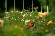 Rožu ziedēšana LU Botāniskajā dārzā  - 10