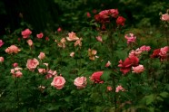 Rožu ziedēšana LU Botāniskajā dārzā  - 12