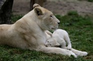 Baltie lauvēni zoodārzā Čehijā