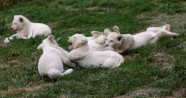 Baltie lauvēni zoodārzā Čehijā - 2
