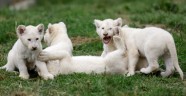 Baltie lauvēni zoodārzā Čehijā - 3