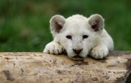 Baltie lauvēni zoodārzā Čehijā - 4