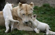 Baltie lauvēni zoodārzā Čehijā - 5