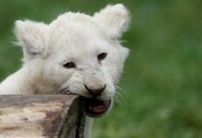 Baltie lauvēni zoodārzā Čehijā - 6