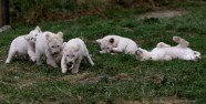 Baltie lauvēni zoodārzā Čehijā - 7