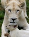 Baltie lauvēni zoodārzā Čehijā - 8