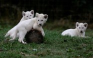 Baltie lauvēni zoodārzā Čehijā - 9