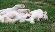 Baltie lauvēni zoodārzā Čehijā - 10