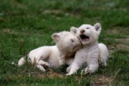 Baltie lauvēni zoodārzā Čehijā - 11