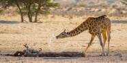 Sprauslājoša žirafe - 4