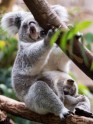 Koalas Duisburgas zoodārzā - 2