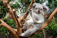 Koalas Duisburgas zoodārzā - 3