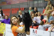 Kaķu izstāde Jelgavā 2017 - 13