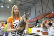 Kaķu izstāde Jelgavā 2017 - 23