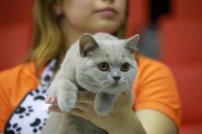 Kaķu izstāde Jelgavā 2017 - 24