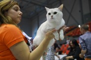 Kaķu izstāde Jelgavā 2017 - 27