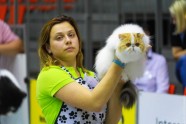 Kaķu izstāde Jelgavā 2017 - 46