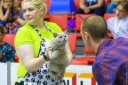 Kaķu izstāde Jelgavā 2017 - 51