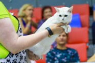 Kaķu izstāde Jelgavā 2017 - 52
