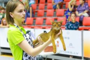 Kaķu izstāde Jelgavā 2017 - 54