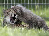 Gepardu mazuļi zoodārzā Čehijā - 4