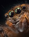 Zirnekļu acis tuvplānā - 8