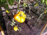 Kilogramu smags tomāts Alūksnē - 2
