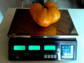 Kilogramu smags tomāts Alūksnē - 3