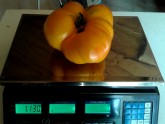 Kilogramu smags tomāts Alūksnē - 4