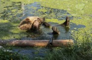 Izglābti lāči Ukrainā