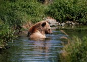 Izglābti lāči Ukrainā - 4